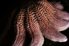 Stichaster australis
