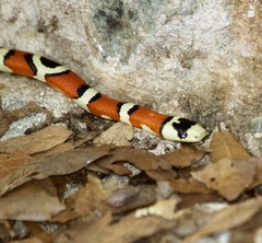 Lampropeltis knoblochi