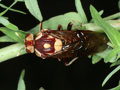 Pergagrapta polita