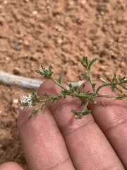 Ipomopsis gunnisonii