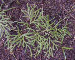 Lycopodium volubile