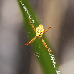 Argiope picta