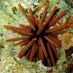 Heterocentrotus mamillatus