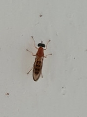 Stratiomyomorpha