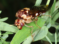 Pergagrapta polita