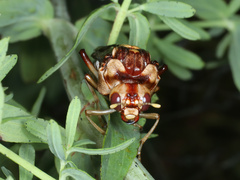 Pergagrapta polita