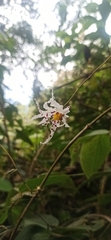 Oncidium cirrhosum