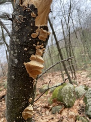 Irpiciporus