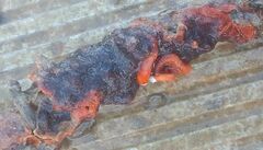 Schizoporella errata