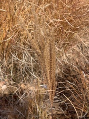 Setaria leucopila