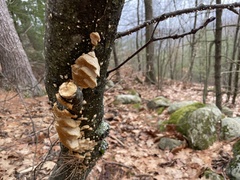 Irpiciporus