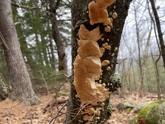 Irpiciporus