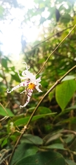 Oncidium cirrhosum
