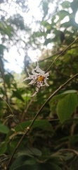 Oncidium cirrhosum