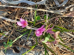 Colchicum stevenii