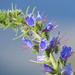 Viper's Bugloss - Photo (c) ulitmate_frasier, some rights reserved (CC BY-NC)