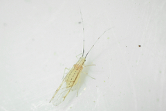 Takecallis arundinariae