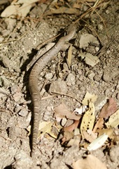 Crotalus willardi willardi