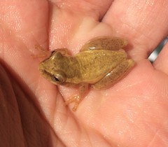 Dendropsophus columbianus