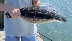 Paralichthys lethostigma