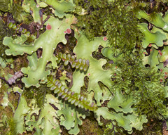 Pseudocyphellaria homoeophylla