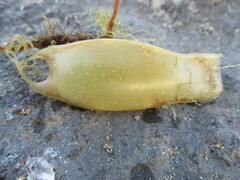 Scyliorhinus canicula