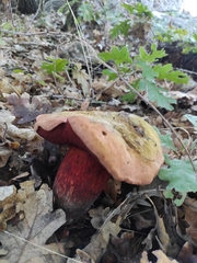Rubroboletus satanas