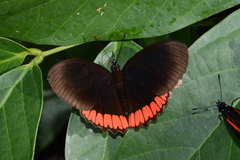 Biblis hyperia