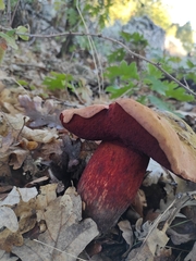 Rubroboletus satanas