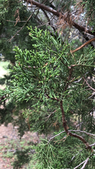 Juniperus ashei