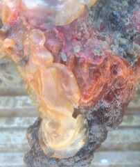 Schizoporella errata