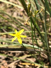 Tricoryne elatior