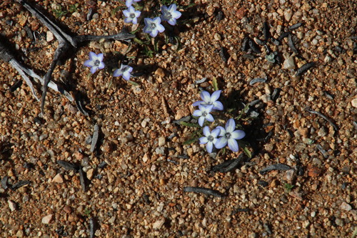 Image of Wahlenbergia acaulis by (c) Tony Rebelo, some rights reserved (CC BY-SA)