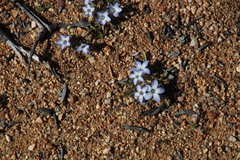 Wahlenbergia acaulis