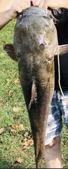 Pylodictis olivaris