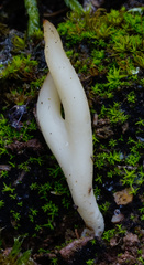 Clavaria acuta