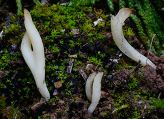 Clavaria acuta