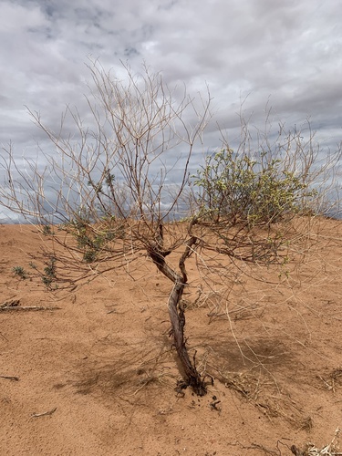 Eriogonum leptocladon var. leptocladon