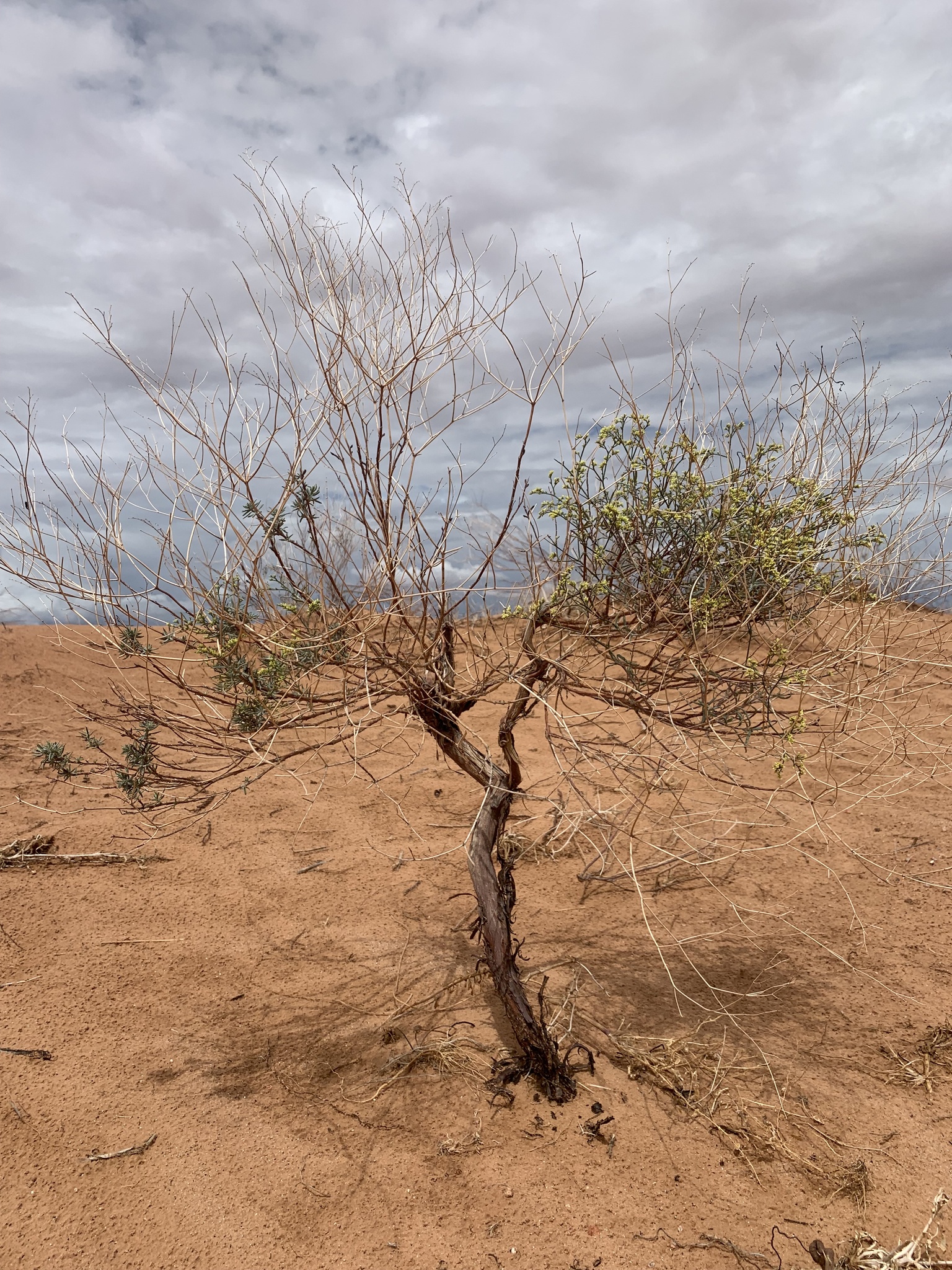 Eriogonum leptocladon var. leptocladon