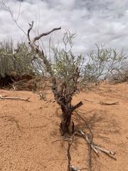 Eriogonum leptocladon