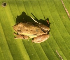 Dendropsophus columbianus