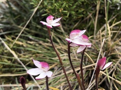 Caladenia alpina