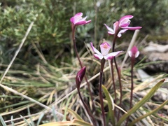 Caladenia alpina