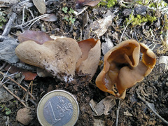 Otidea alutacea