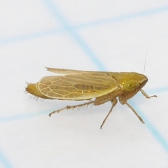 Arthaldeus pascuellus