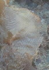 Cryptosula pallasiana