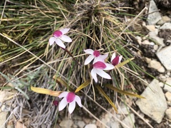Caladenia alpina