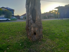 Eucalyptus tereticornis