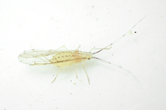 Takecallis arundinariae