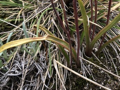 Caladenia alpina